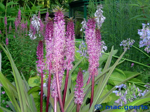 Eucomis bicolor